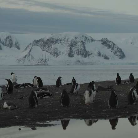 FAVsur2024_Documental “ANTÁRTICA EN BUSCA DE LA ADAPTACIÓN”. Jota Loyola (2024)