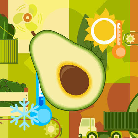  Curso Internacional de Postcosecha Especializada en Paltos/Aguacates