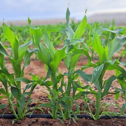 Cultivar el desierto: soluciones sostenibles para la agricultura del norte de Chile