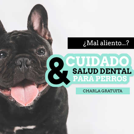 Charla Cuidado & Salud Dental para perros