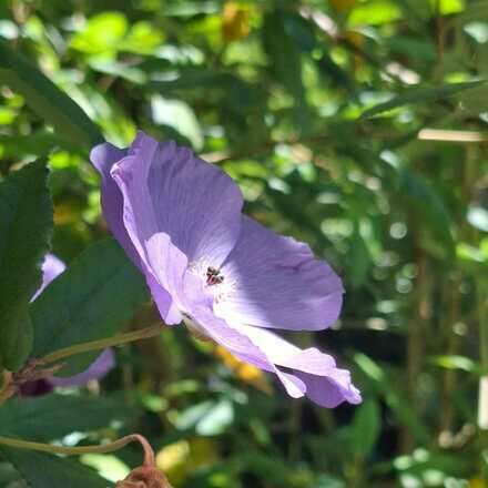 Excursión Botánica Guiada 18/01/26