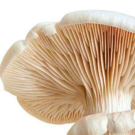 Charla Introducción al Reino Fungi junto al Dr. Carlos Andrés Gil 