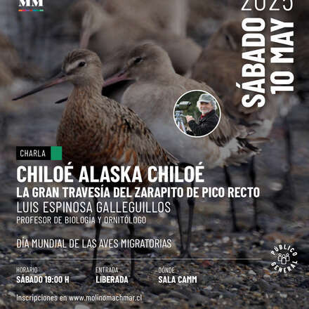CHILOÉ ALASKA CHILOÉ_La gran travesía del zarapito de pico recto