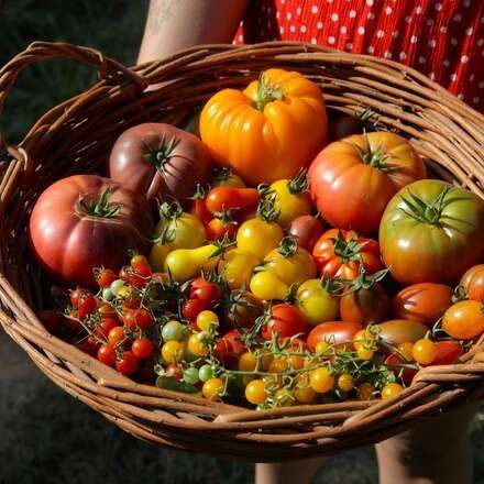 Cata de Tomate 