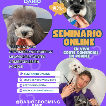 Seminario online poodle comercial 