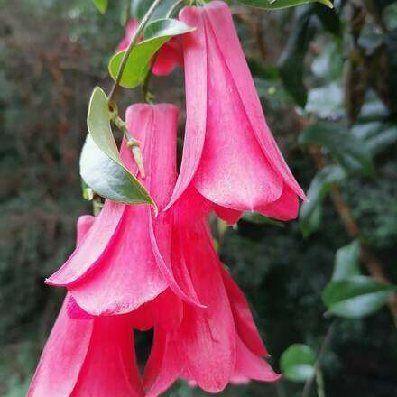 Excursión Botánica Guiada 18/9
