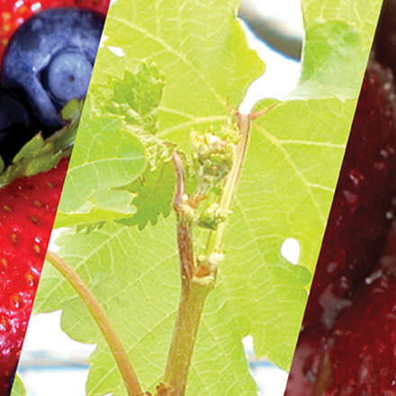 Agrotrade Chile  7° Convención y Feria Internacional 
