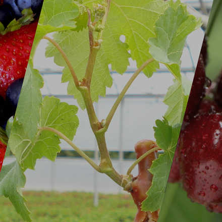 2º Seminario “Nuevas Especies y Variedades para la Fruticultura del Perú”